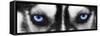 Husky-PhotoINC-Framed Stretched Canvas
