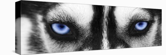 Husky-PhotoINC-Stretched Canvas