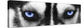 Husky-PhotoINC-Stretched Canvas