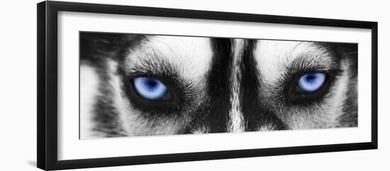 Husky-PhotoINC-Framed Premium Photographic Print