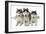 Husky-null-Framed Photographic Print