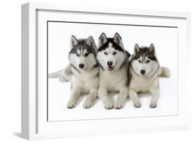 Husky-null-Framed Photographic Print