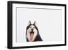 Husky-null-Framed Photographic Print