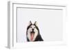 Husky-null-Framed Photographic Print