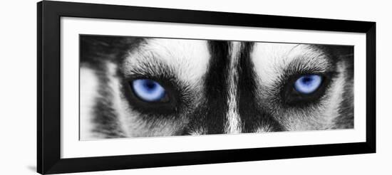 Husky-PhotoINC-Framed Photographic Print