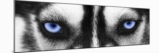 Husky-PhotoINC-Mounted Photographic Print