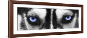 Husky-PhotoINC-Framed Photographic Print