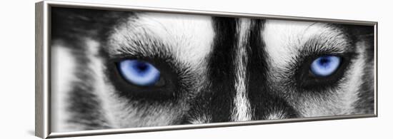 Husky-PhotoINC-Framed Photographic Print