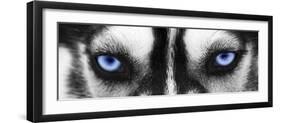 Husky-PhotoINC-Framed Photographic Print