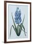 Hyacinth, 1771 (Engraving)-Georg Dionysius Ehret-Framed Giclee Print