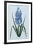 Hyacinth, 1771 (Engraving)-Georg Dionysius Ehret-Framed Giclee Print