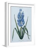 Hyacinth, 1771 (Engraving)-Georg Dionysius Ehret-Framed Giclee Print