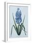 Hyacinth, 1771 (Engraving)-Georg Dionysius Ehret-Framed Giclee Print