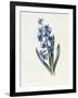 Hyacinth, 1826-Louise D'Orleans-Framed Giclee Print