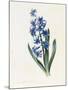 Hyacinth, 1826-Louise D'Orleans-Mounted Giclee Print