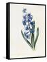 Hyacinth, 1826-Louise D'Orleans-Framed Stretched Canvas