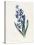 Hyacinth, 1826-Louise D'Orleans-Stretched Canvas