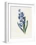 Hyacinth, 1826-Louise D'Orleans-Framed Giclee Print