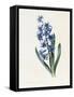 Hyacinth, 1826-Louise D'Orleans-Framed Stretched Canvas