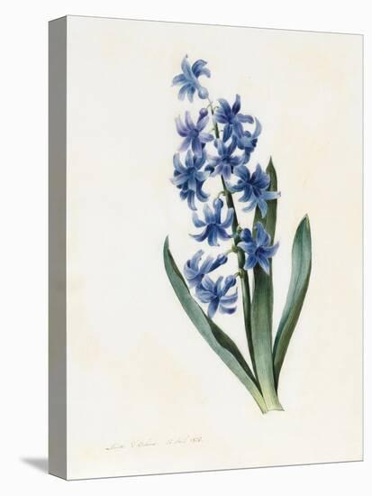 Hyacinth, 1826-Louise D'Orleans-Stretched Canvas