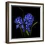 Hyacinth 1-Magda Indigo-Framed Photographic Print