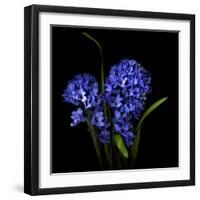 Hyacinth 1-Magda Indigo-Framed Photographic Print