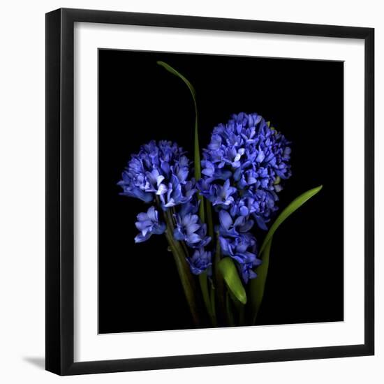 Hyacinth 1-Magda Indigo-Framed Photographic Print
