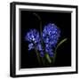 Hyacinth 1-Magda Indigo-Framed Photographic Print