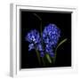 Hyacinth 1-Magda Indigo-Framed Photographic Print