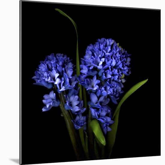 Hyacinth 1-Magda Indigo-Mounted Photographic Print