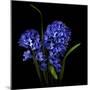 Hyacinth 1-Magda Indigo-Mounted Photographic Print