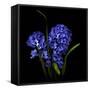 Hyacinth 1-Magda Indigo-Framed Stretched Canvas