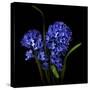 Hyacinth 1-Magda Indigo-Stretched Canvas