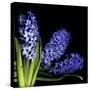 Hyacinth 3-Magda Indigo-Stretched Canvas