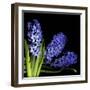 Hyacinth 3-Magda Indigo-Framed Photographic Print