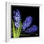 Hyacinth 3-Magda Indigo-Framed Photographic Print