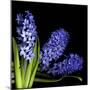 Hyacinth 3-Magda Indigo-Mounted Photographic Print