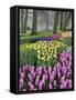 Hyacinth and tulip flowers, Keukenhof Gardens, Lisse, Netherlands-Adam Jones-Framed Stretched Canvas