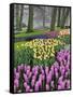 Hyacinth and tulip flowers, Keukenhof Gardens, Lisse, Netherlands-Adam Jones-Framed Stretched Canvas