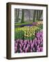 Hyacinth and tulip flowers, Keukenhof Gardens, Lisse, Netherlands-Adam Jones-Framed Photographic Print