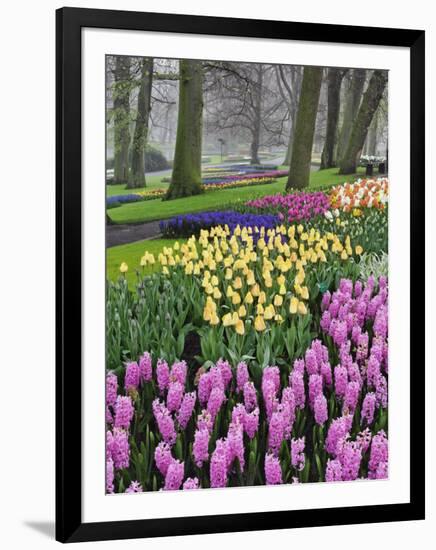 Hyacinth and tulip flowers, Keukenhof Gardens, Lisse, Netherlands-Adam Jones-Framed Photographic Print