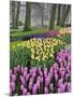 Hyacinth and tulip flowers, Keukenhof Gardens, Lisse, Netherlands-Adam Jones-Mounted Photographic Print