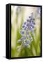 Hyacinth, Blossoms, Blur-Nikky Maier-Framed Stretched Canvas