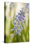 Hyacinth, Blossoms, Blur-Nikky Maier-Stretched Canvas