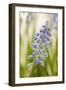 Hyacinth, Blossoms, Blur-Nikky Maier-Framed Photographic Print