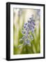 Hyacinth, Blossoms, Blur-Nikky Maier-Framed Photographic Print