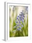 Hyacinth, Blossoms, Blur-Nikky Maier-Framed Photographic Print