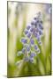 Hyacinth, Blossoms, Blur-Nikky Maier-Mounted Photographic Print