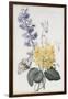 Hyacinth, Cyclamen and Narcissi-Pierre-Joseph Redouté-Framed Giclee Print