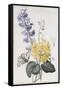 Hyacinth, Cyclamen and Narcissi-Pierre-Joseph Redouté-Framed Stretched Canvas